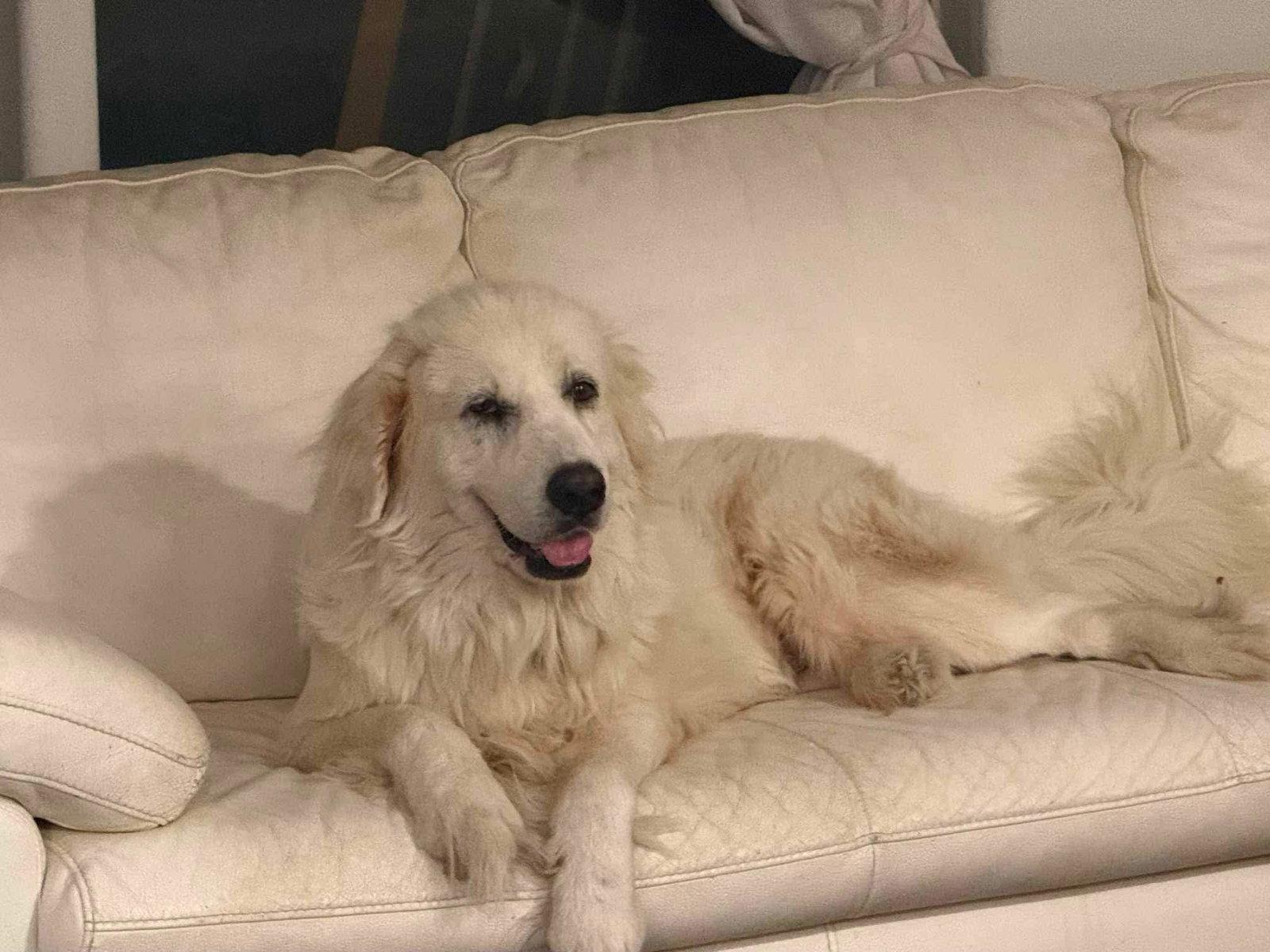 Enlarge Lucki, a Adoptable Great Pyrenees in Minneapolis, MN image 3/3