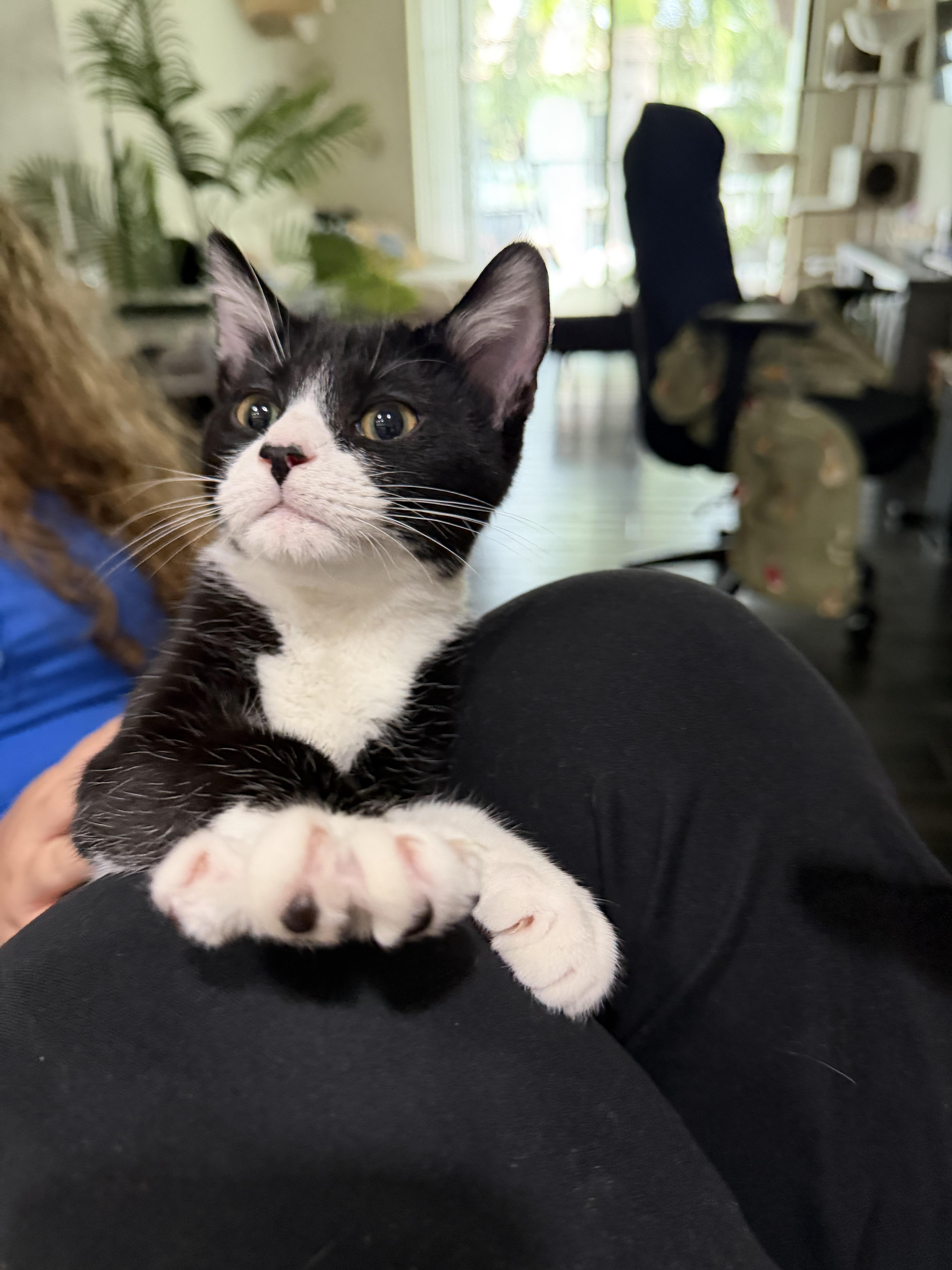 Enlarge Huey, an adopted Domestic Short Hair in Windham, NH image 4/6