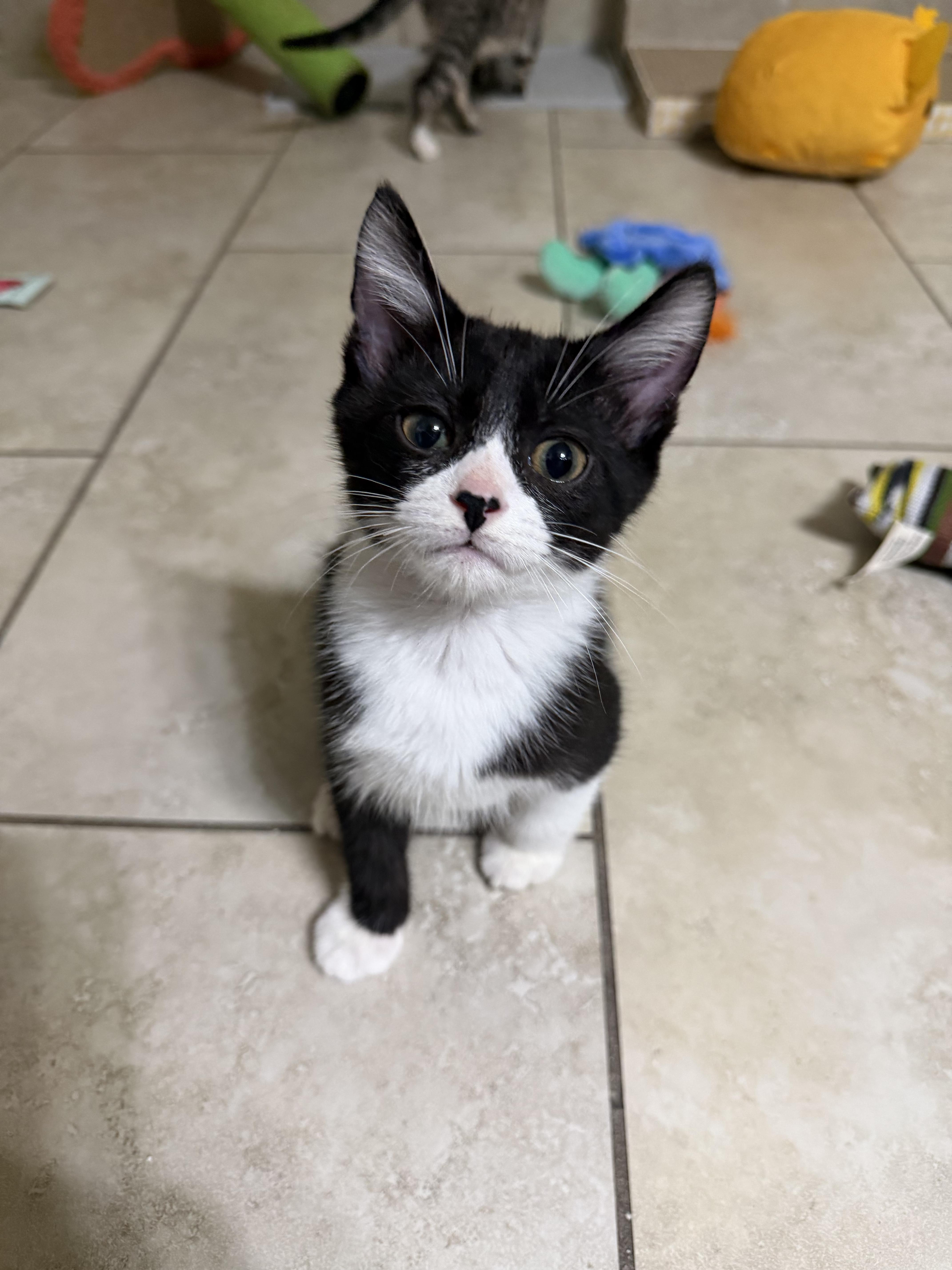Huey, adopted, Kitten Male Domestic Short Hair.