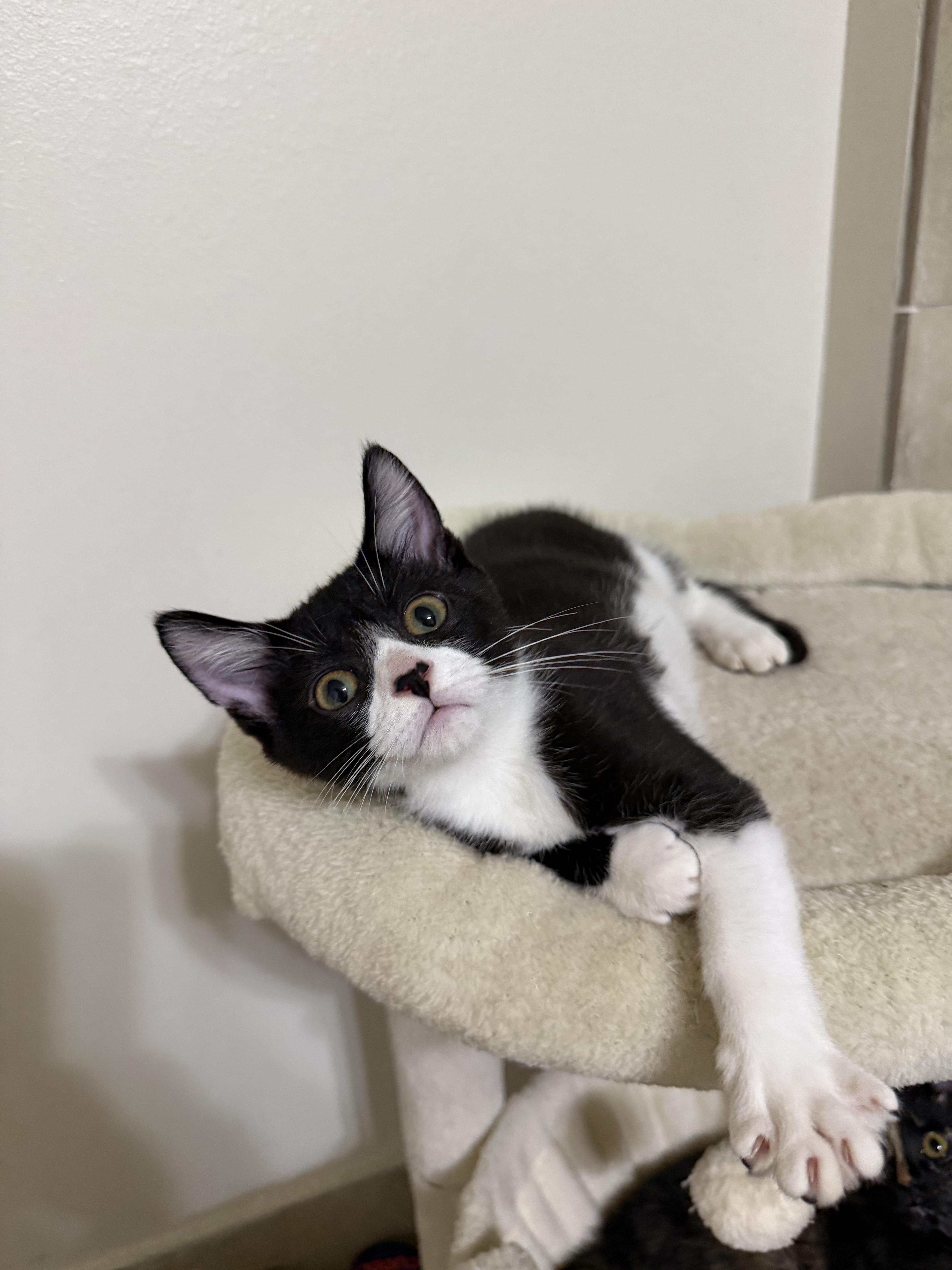 Enlarge Huey, an adopted Domestic Short Hair in Windham, NH image 3/6