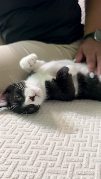 Enlarge Huey, an adopted Domestic Short Hair in Windham, NH video 6/6