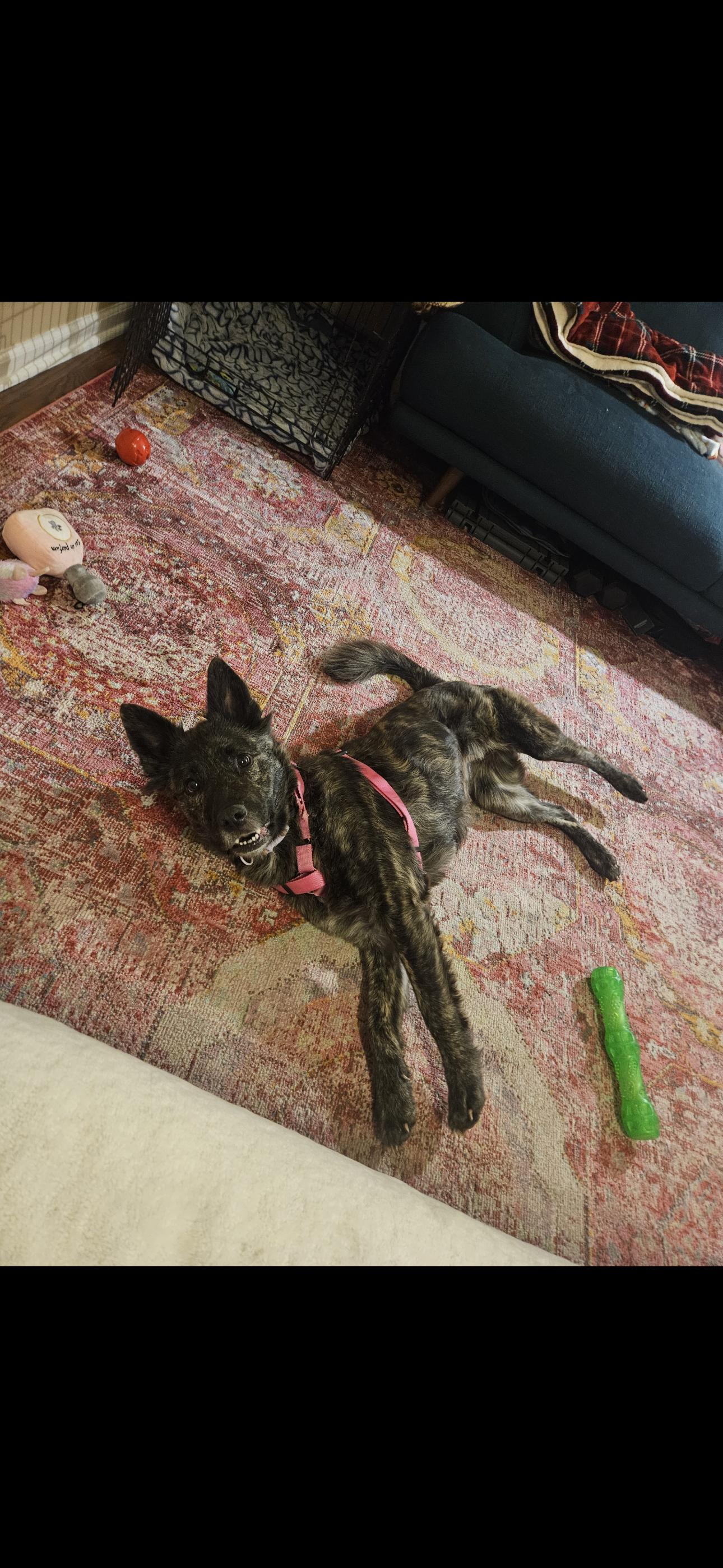 Enlarge Morrigan, a Adoptable Dutch Shepherd in merrillville, IN image 1/2