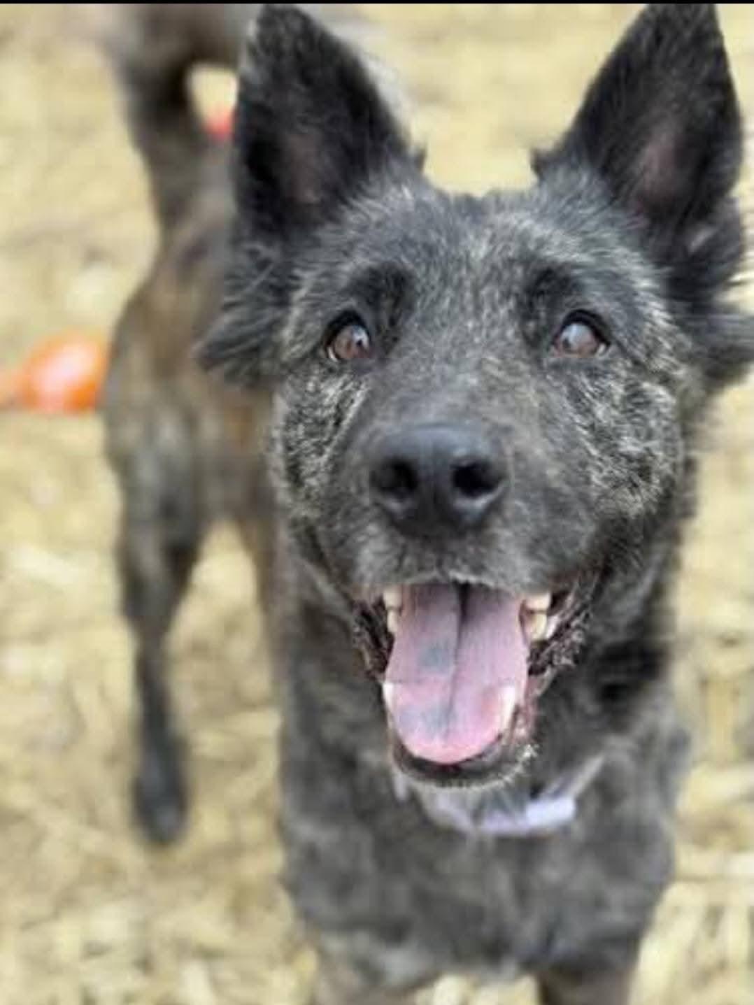 Enlarge Morrigan, a Adoptable Dutch Shepherd in merrillville, IN image 2/2