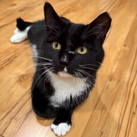 Enlarge Steve, a Adoptable Domestic Short Hair in Waukesha, WI image 1/2