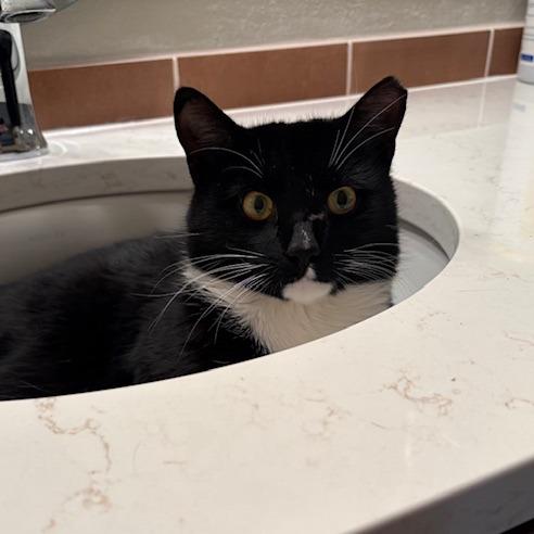 Enlarge Steve, a Adoptable Domestic Short Hair in Waukesha, WI image 2/2