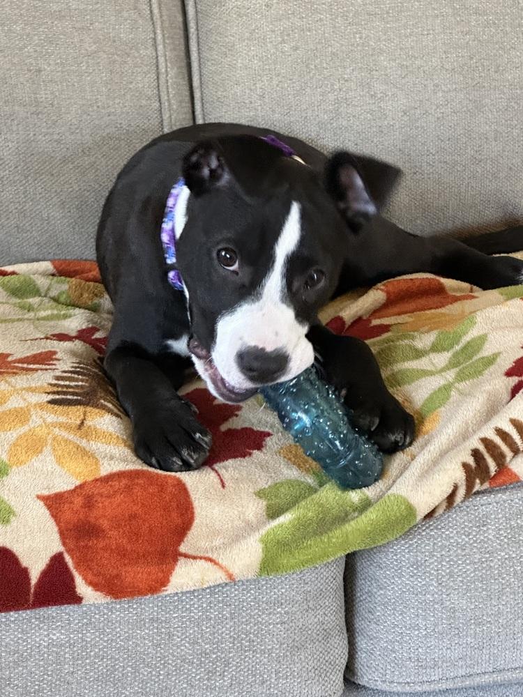 Violet  (Paulsboro 4), Adoptable, Puppy Female Pit Bull Terrier & Mixed Breed.