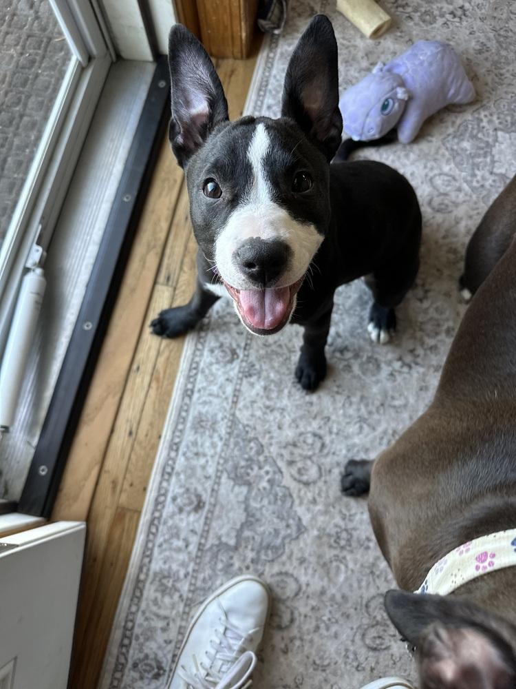 Violet (Paulsboro 4), a Adoptable mixed breed in Wenonah, NJ image 2/2