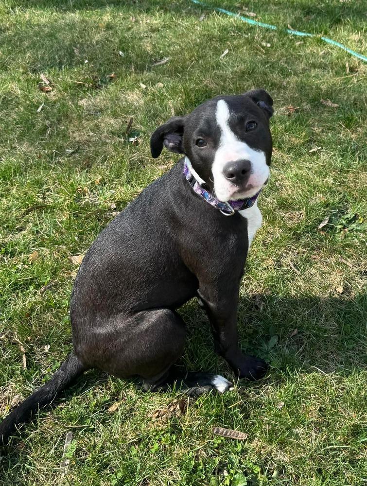 Violet  (Paulsboro 4), Adoptable, Puppy Female Pit Bull Terrier & Mixed Breed.