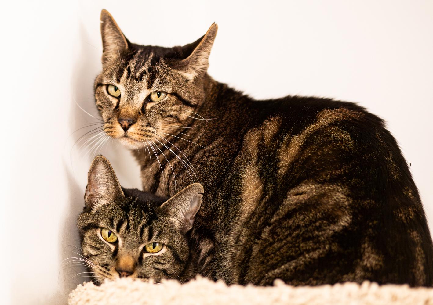 Renly (with Rory), Adoptable, Senior Male Domestic Short Hair.