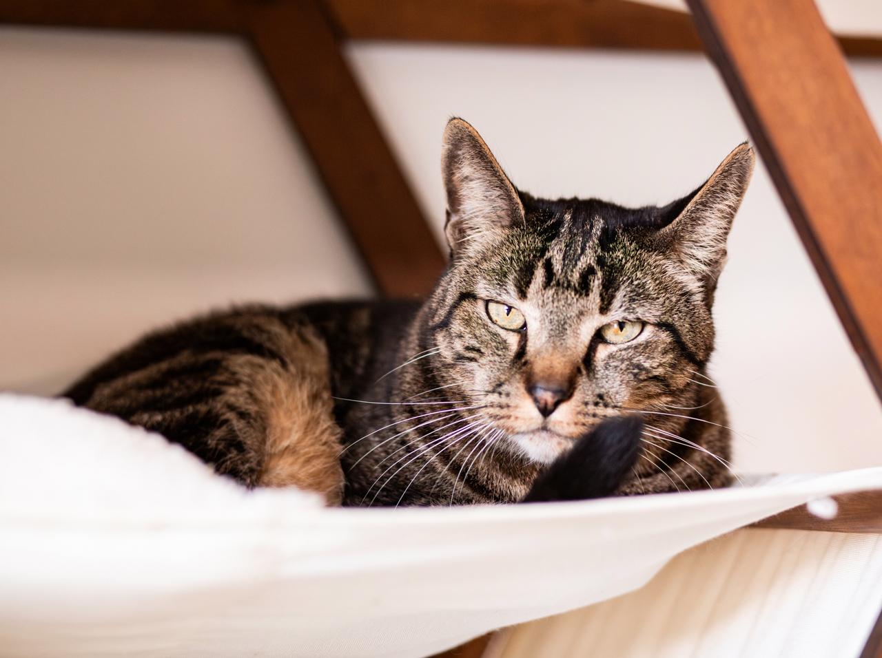 Enlarge Renly (with Rory), a Adoptable Domestic Short Hair in Marana, AZ image 2/2