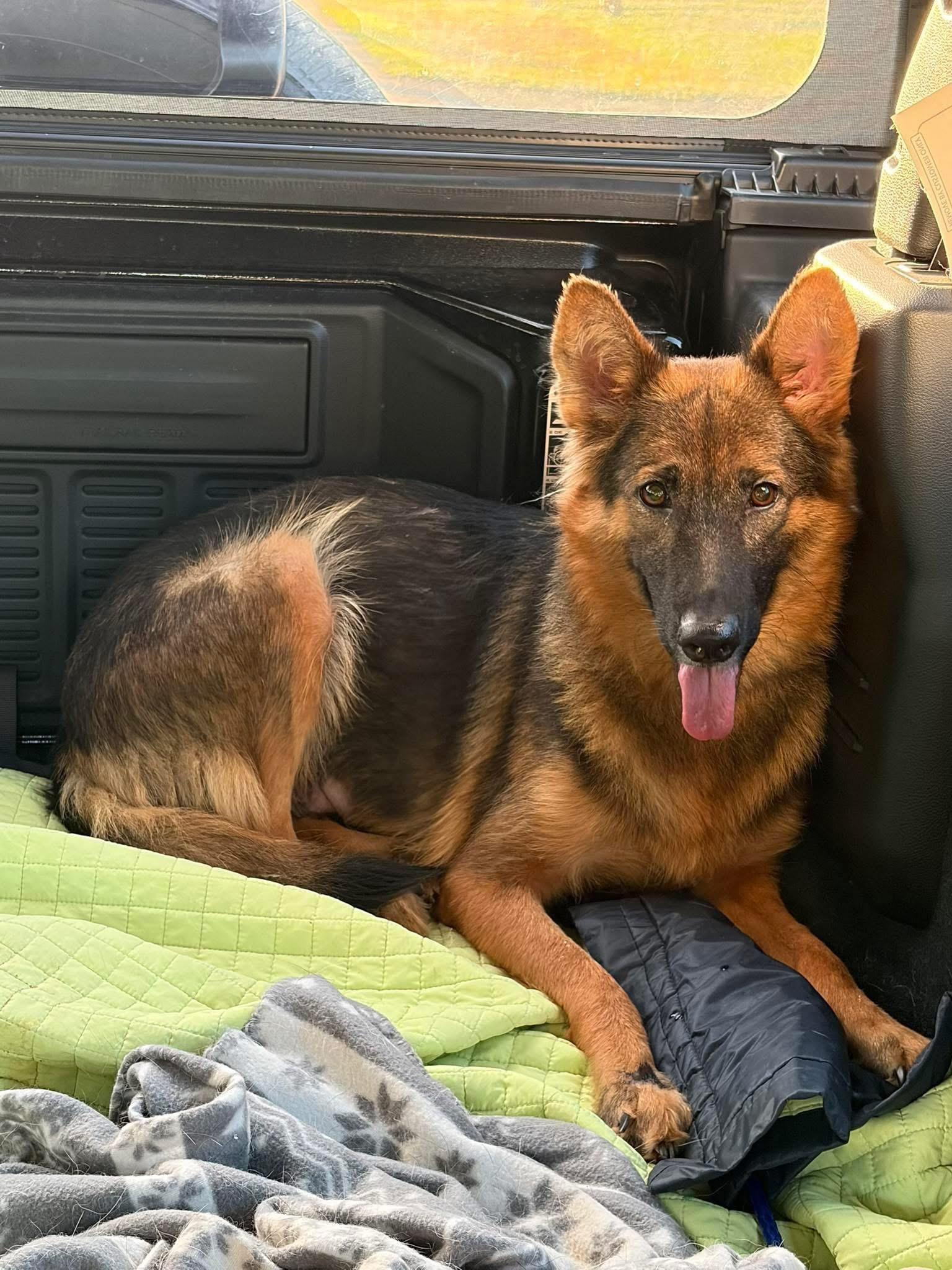 Mila , a ADOPTABLE German Shepherd Dog in Clermont, FL image 3/4