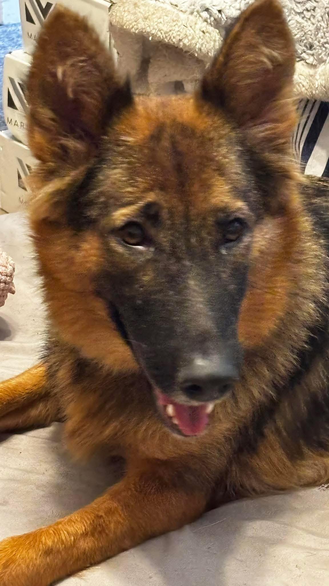 Mila , a ADOPTABLE German Shepherd Dog in Clermont, FL image 4/4