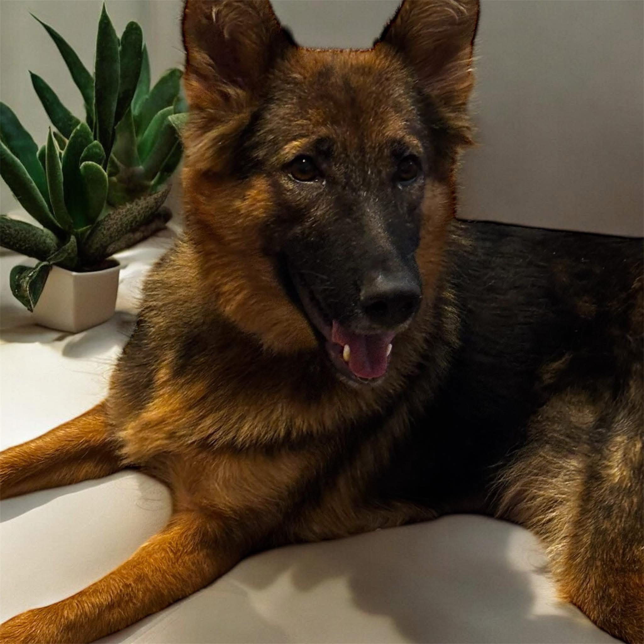 Mila , a ADOPTABLE German Shepherd Dog in Clermont, FL image 2/4