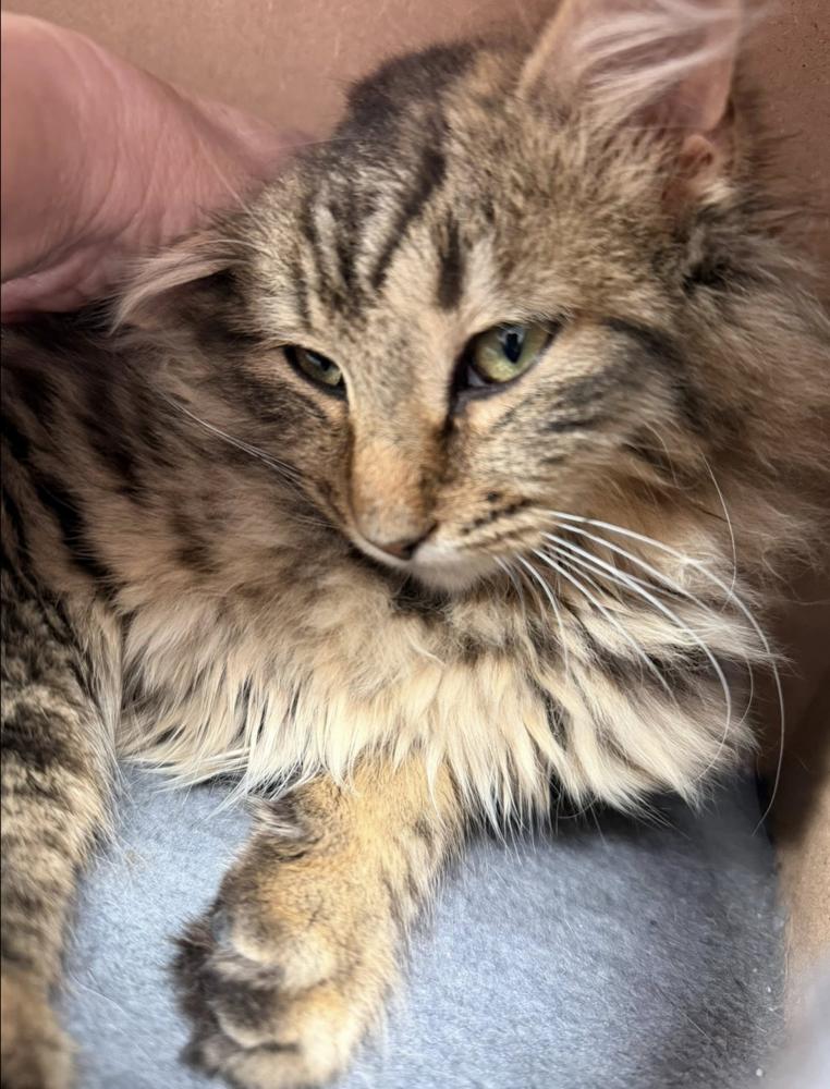 Enlarge Schitt's Creek:  Johnny Rose, a Adoptable mixed breed in Warren, CT image 4/6