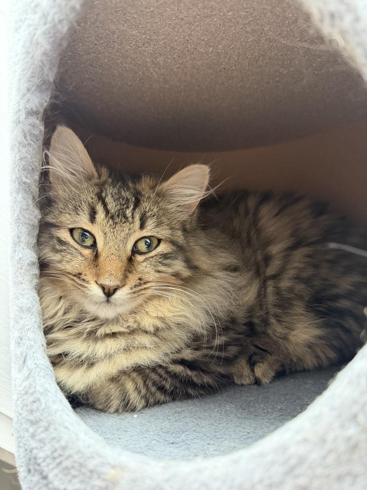 Enlarge Schitt's Creek:  Johnny Rose, a Adoptable mixed breed in Warren, CT image 6/6