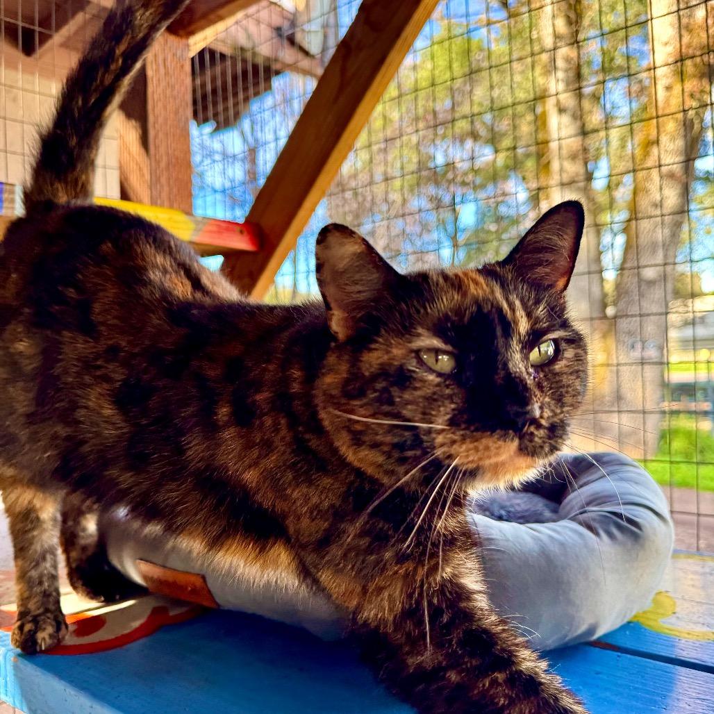 Thrill, Adoptable, Senior Female Domestic Short Hair.