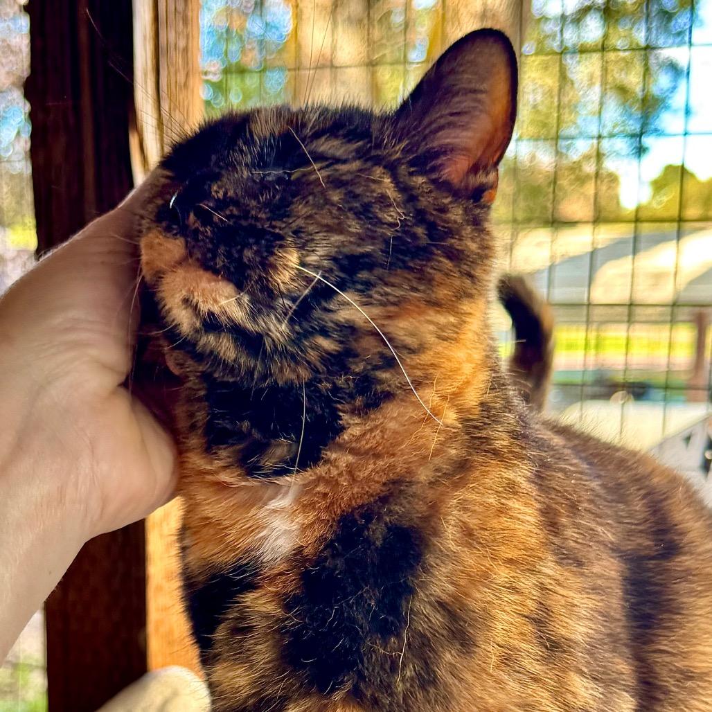 Enlarge Thrill, a Adoptable Domestic Short Hair in Redwood Valley, CA image 2/6