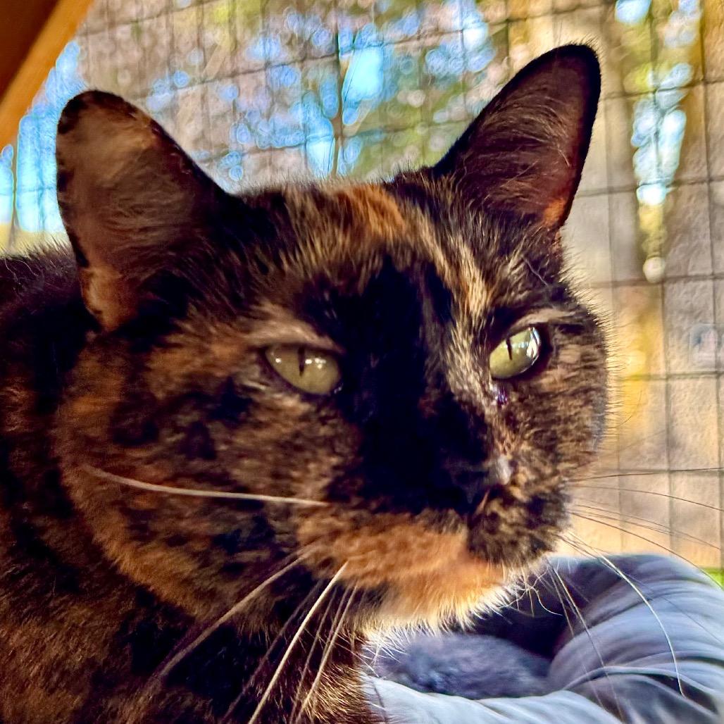 Enlarge Thrill, a Adoptable Domestic Short Hair in Redwood Valley, CA image 3/6