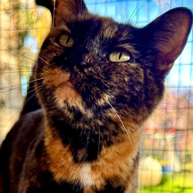 Enlarge Thrill, a Adoptable Domestic Short Hair in Redwood Valley, CA image 4/6