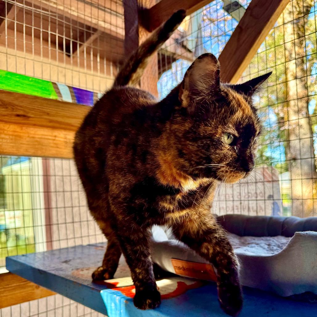 Enlarge Thrill, a Adoptable Domestic Short Hair in Redwood Valley, CA image 5/6