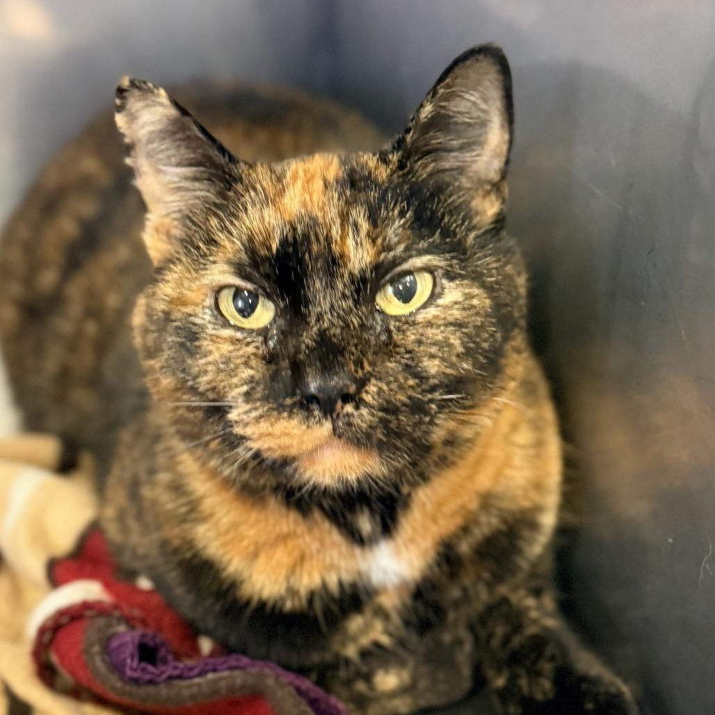 Enlarge Thrill, a Adoptable Domestic Short Hair in Redwood Valley, CA image 6/6