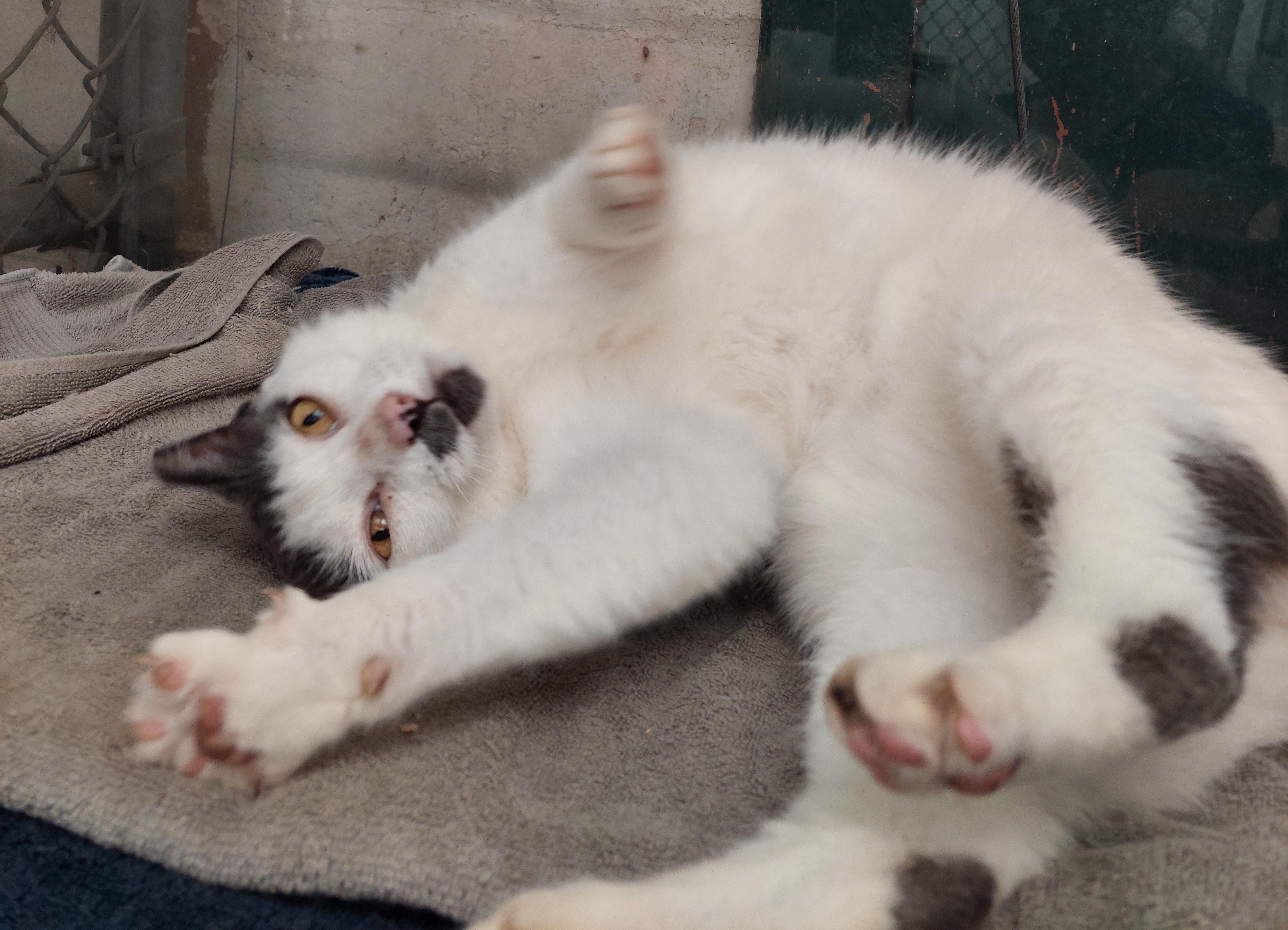 Enlarge Harper, a Adoptable Domestic Short Hair in Rehoboth, MA image 2/5