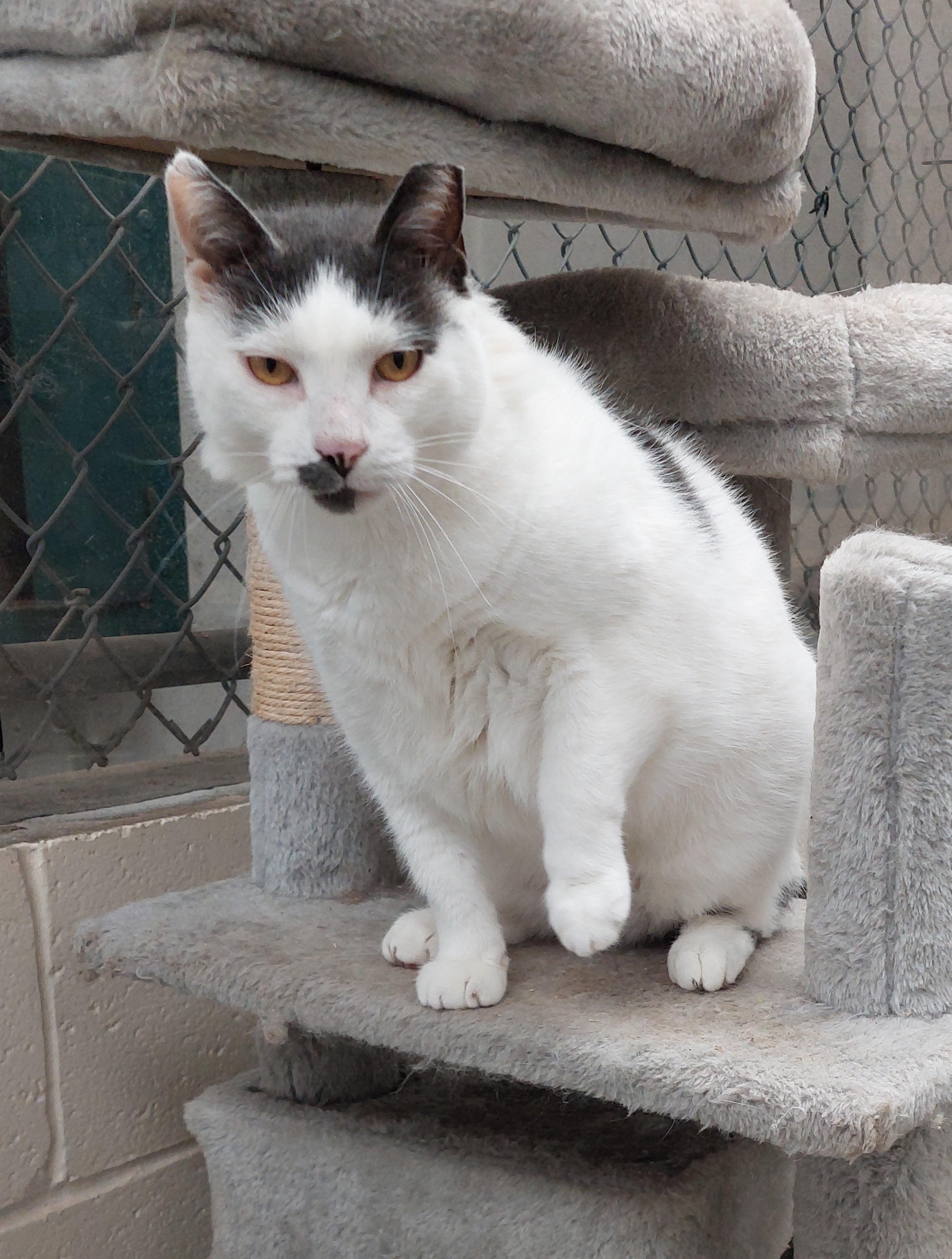 Enlarge Harper, a Adoptable Domestic Short Hair in Rehoboth, MA image 1/5