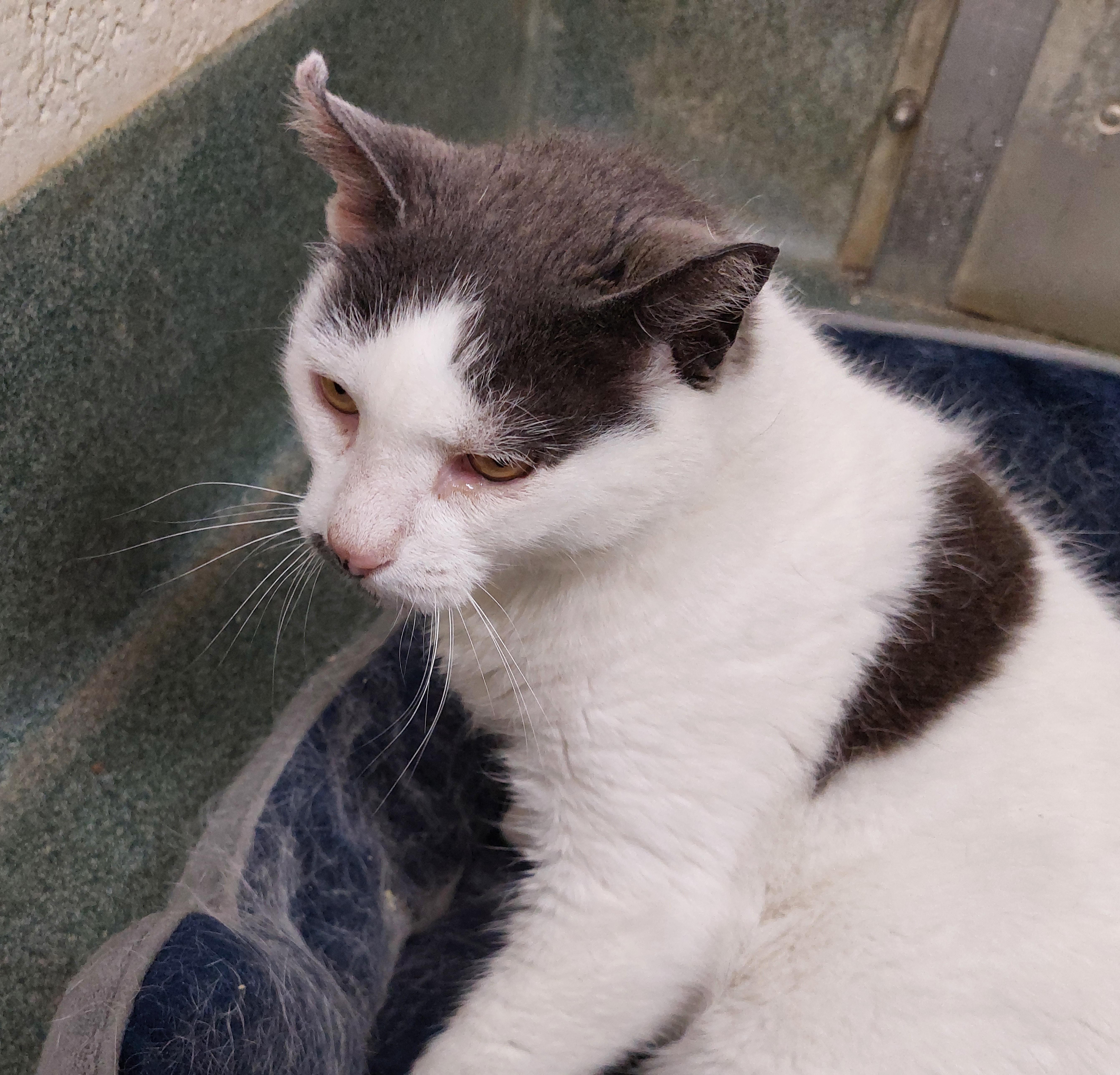 Enlarge Harper, a Adoptable Domestic Short Hair in Rehoboth, MA image 4/5