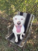 Enlarge Aspen, a Adoptable American Bully in Cibolo, TX image 1/1