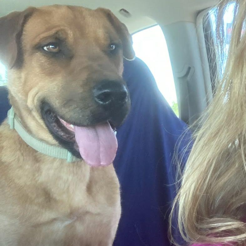 Enlarge Rose, a ADOPTABLE mixed breed in Amarillo, TX image 5/6
