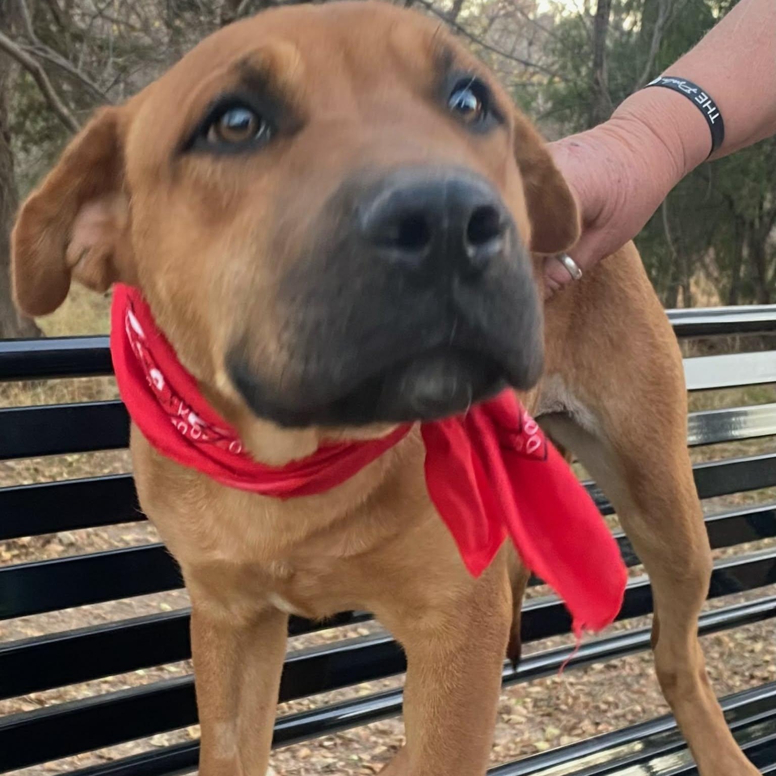 Rose, ADOPTABLE, Puppy Female Labrador Retriever & Shar-Pei.