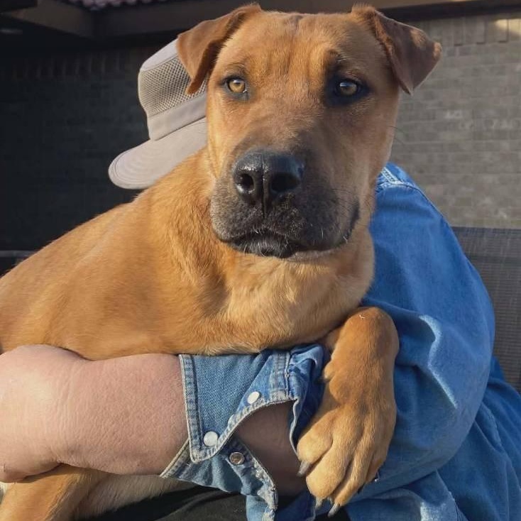 Enlarge Rose, a ADOPTABLE mixed breed in Amarillo, TX image 2/6