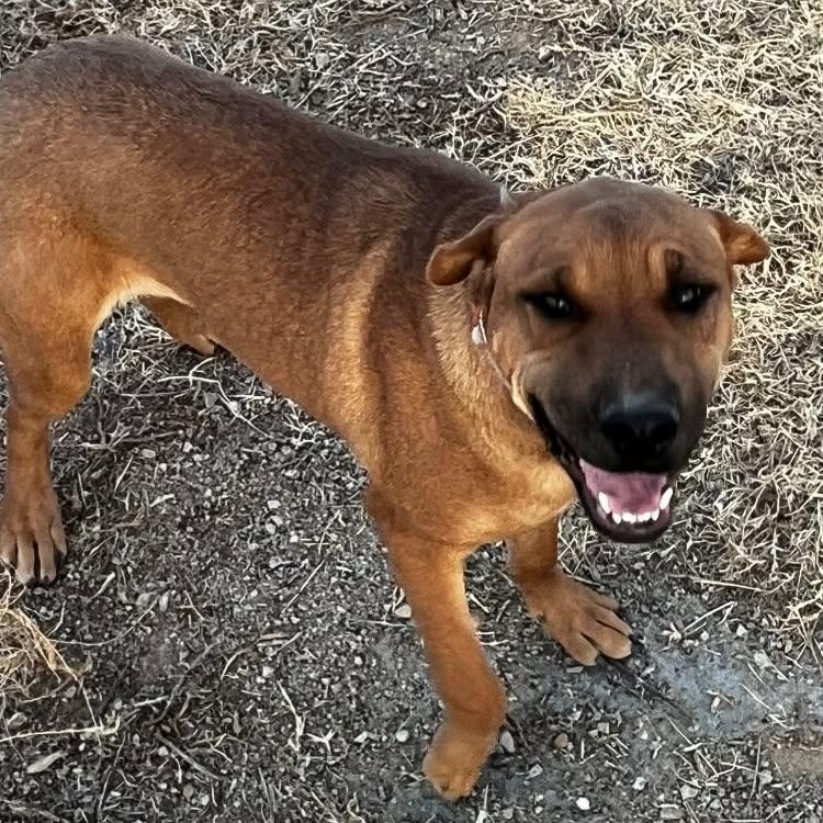 Enlarge Rose, a ADOPTABLE mixed breed in Amarillo, TX image 4/6
