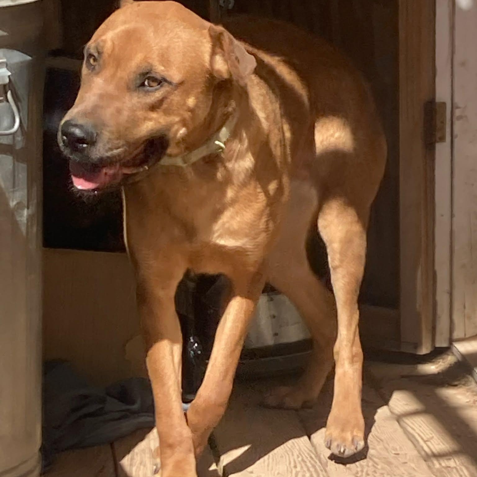 Enlarge Rose, a ADOPTABLE mixed breed in Amarillo, TX image 6/6