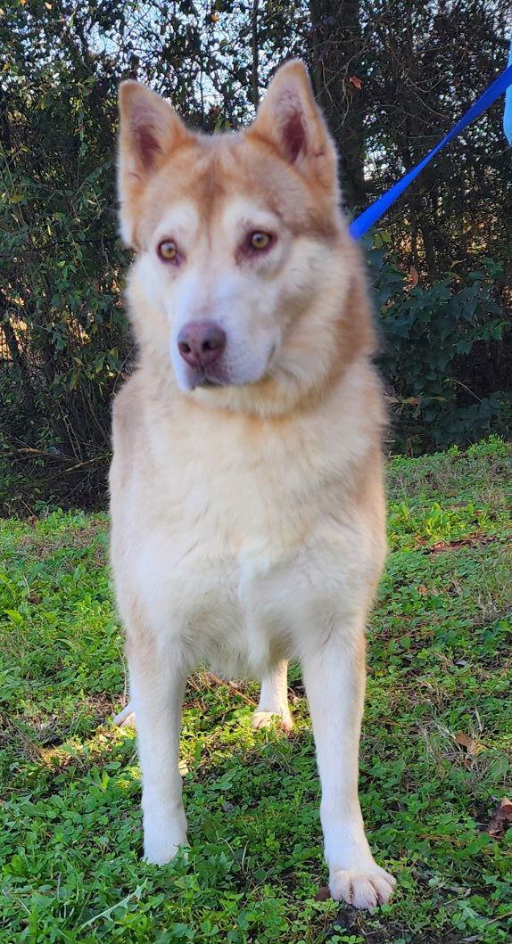 Enlarge 251118  Punkin, a Adoptable Siberian Husky in Wetumpka, AL image 1/3