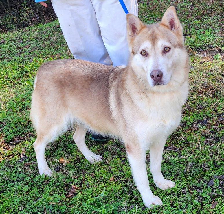 Enlarge 251118  Punkin, a Adoptable Siberian Husky in Wetumpka, AL image 2/3