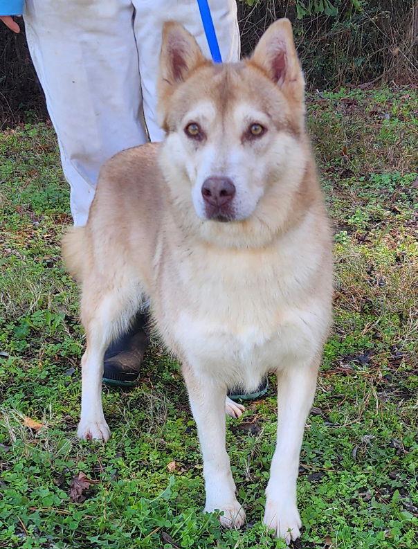 Enlarge 251118  Punkin, a Adoptable Siberian Husky in Wetumpka, AL image 3/3