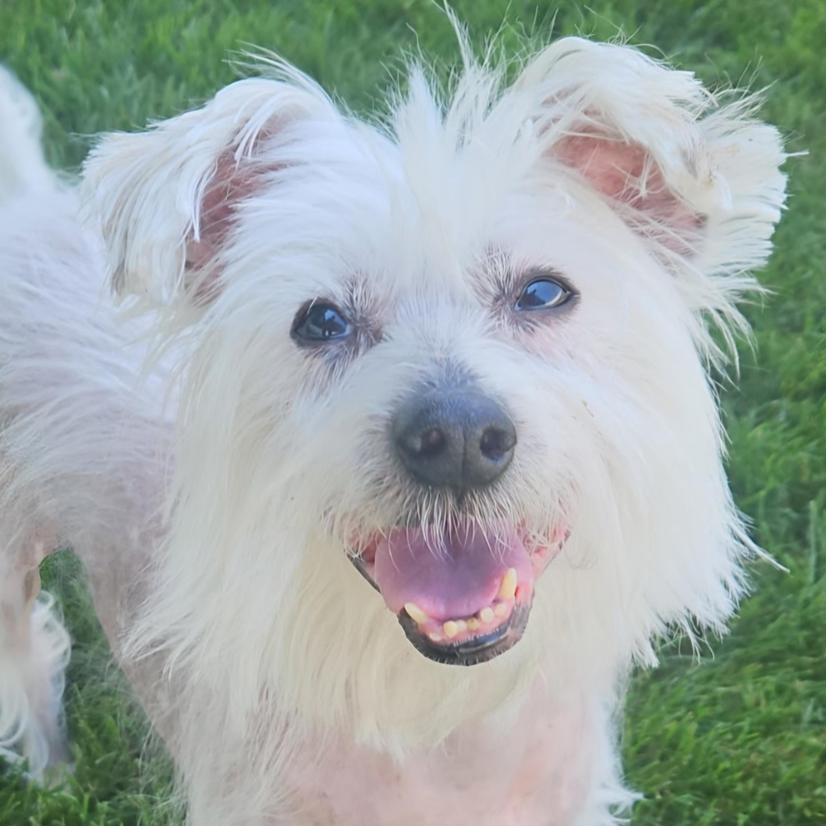 Trusty, ADOPTABLE, Adult Male Chinese Crested Dog.