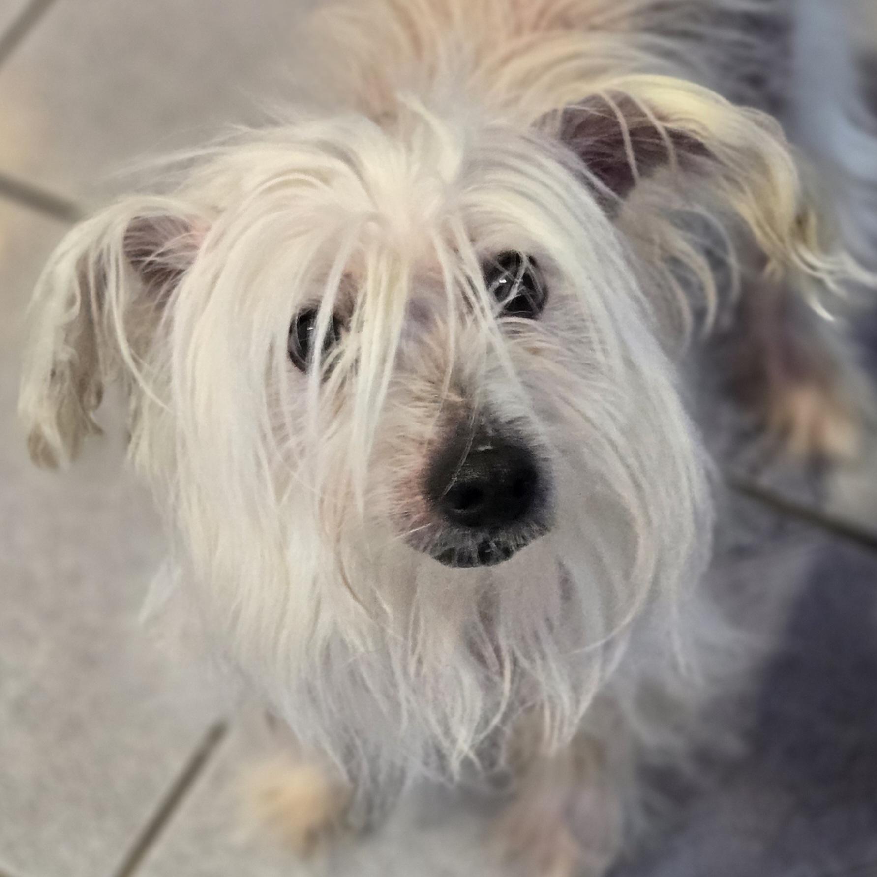 Enlarge Trusty, a ADOPTABLE mixed breed in Normal, IL image 3/6