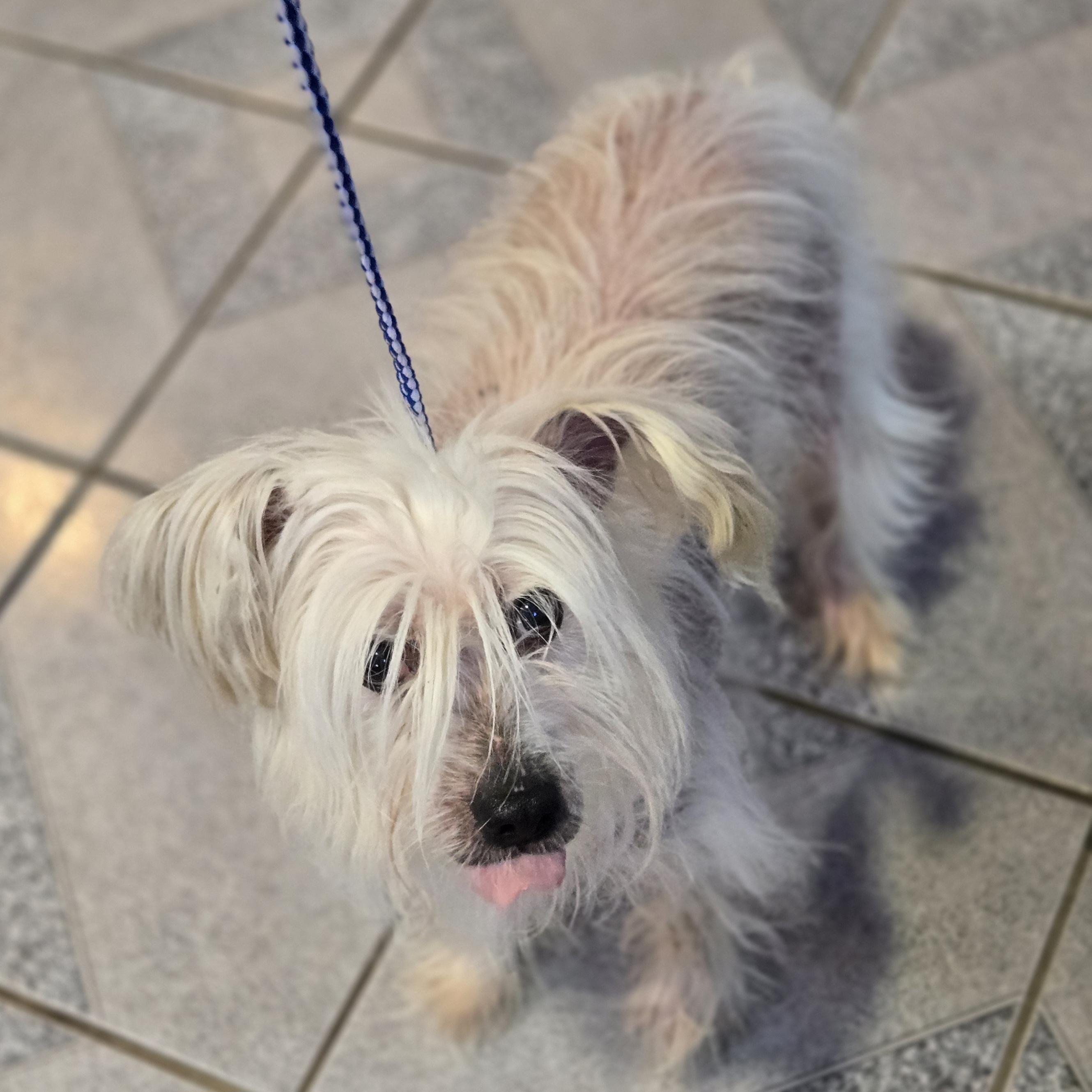 Enlarge Trusty, a ADOPTABLE mixed breed in Normal, IL image 4/6