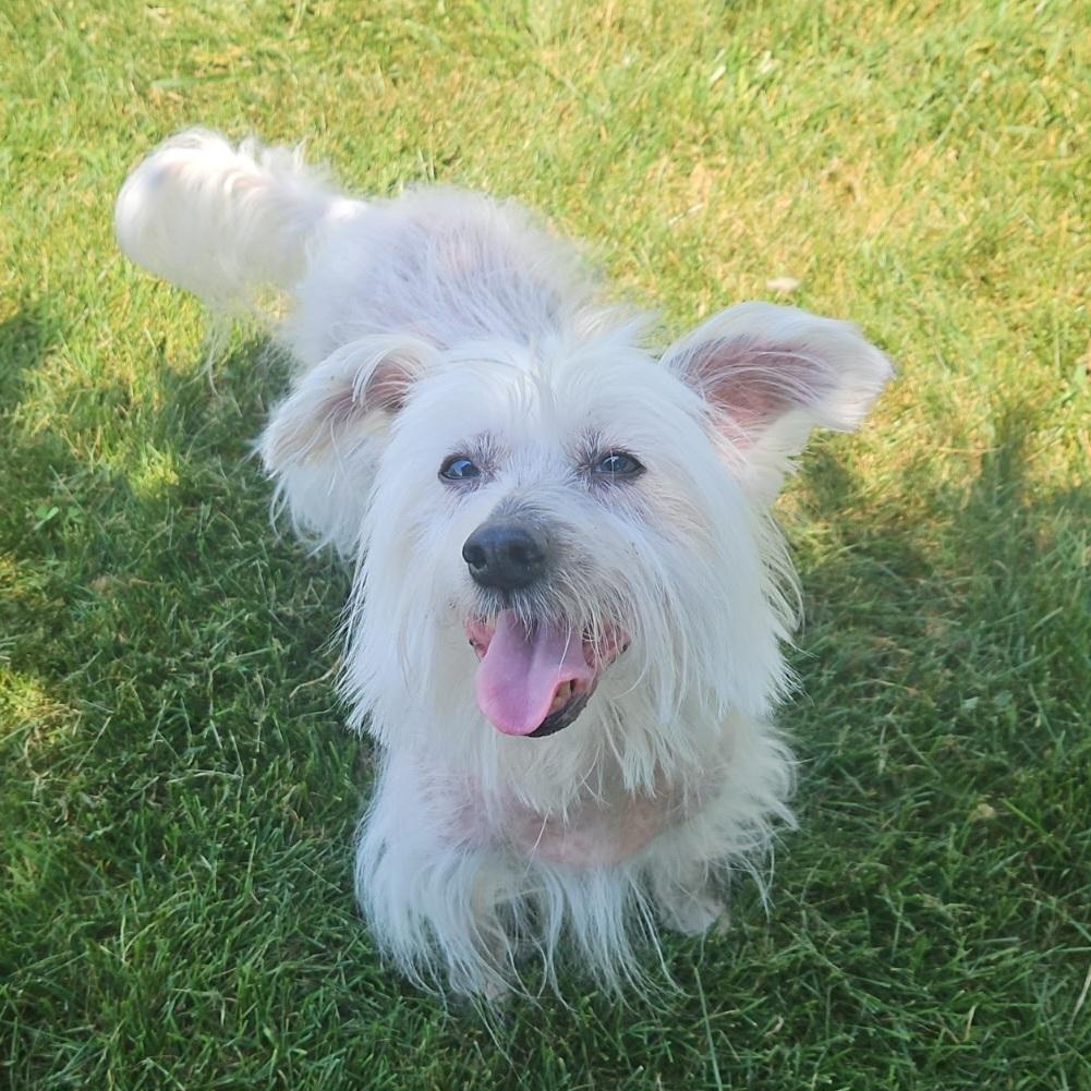 Enlarge Trusty, a ADOPTABLE mixed breed in Normal, IL image 2/6