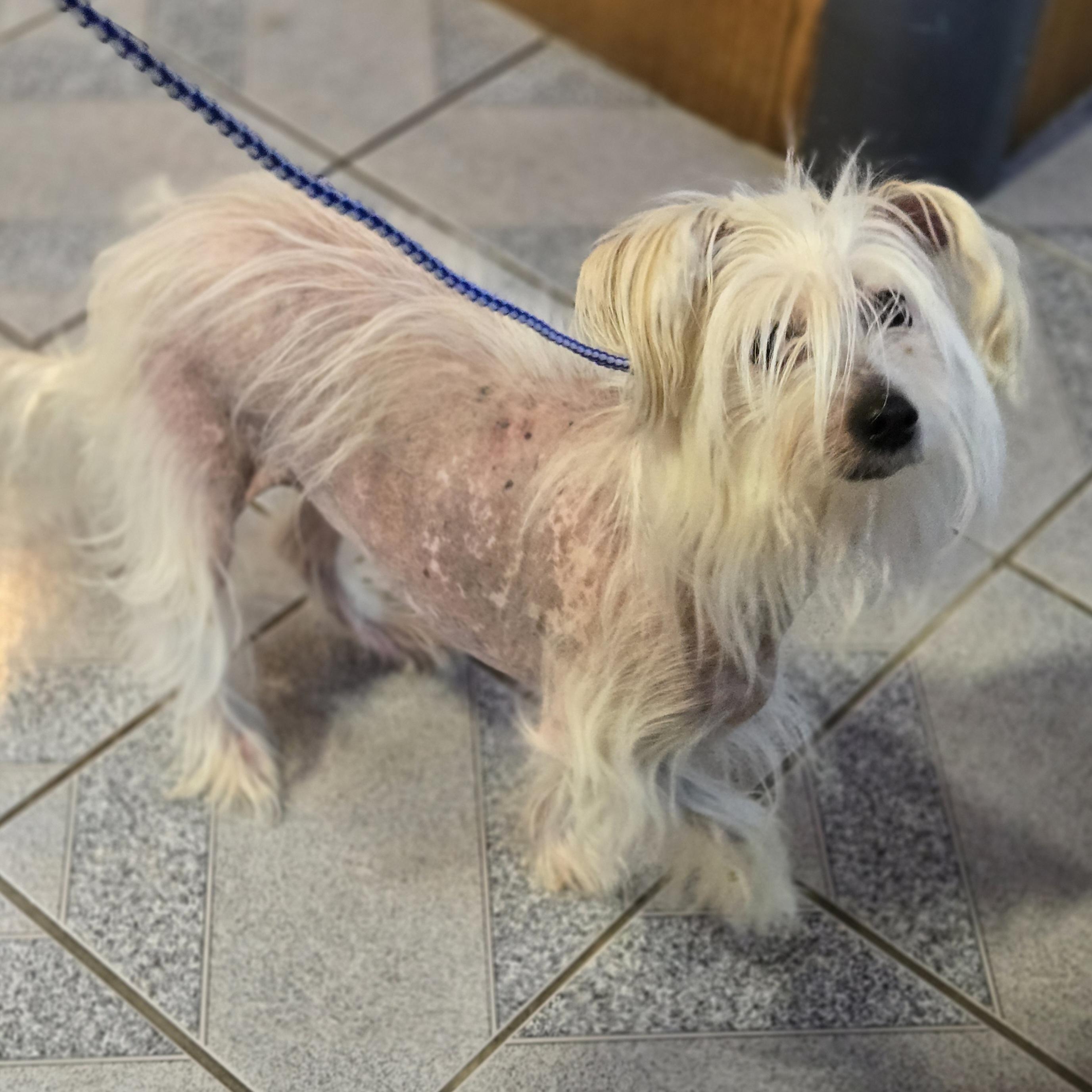 Enlarge Trusty, a ADOPTABLE mixed breed in Normal, IL image 6/6