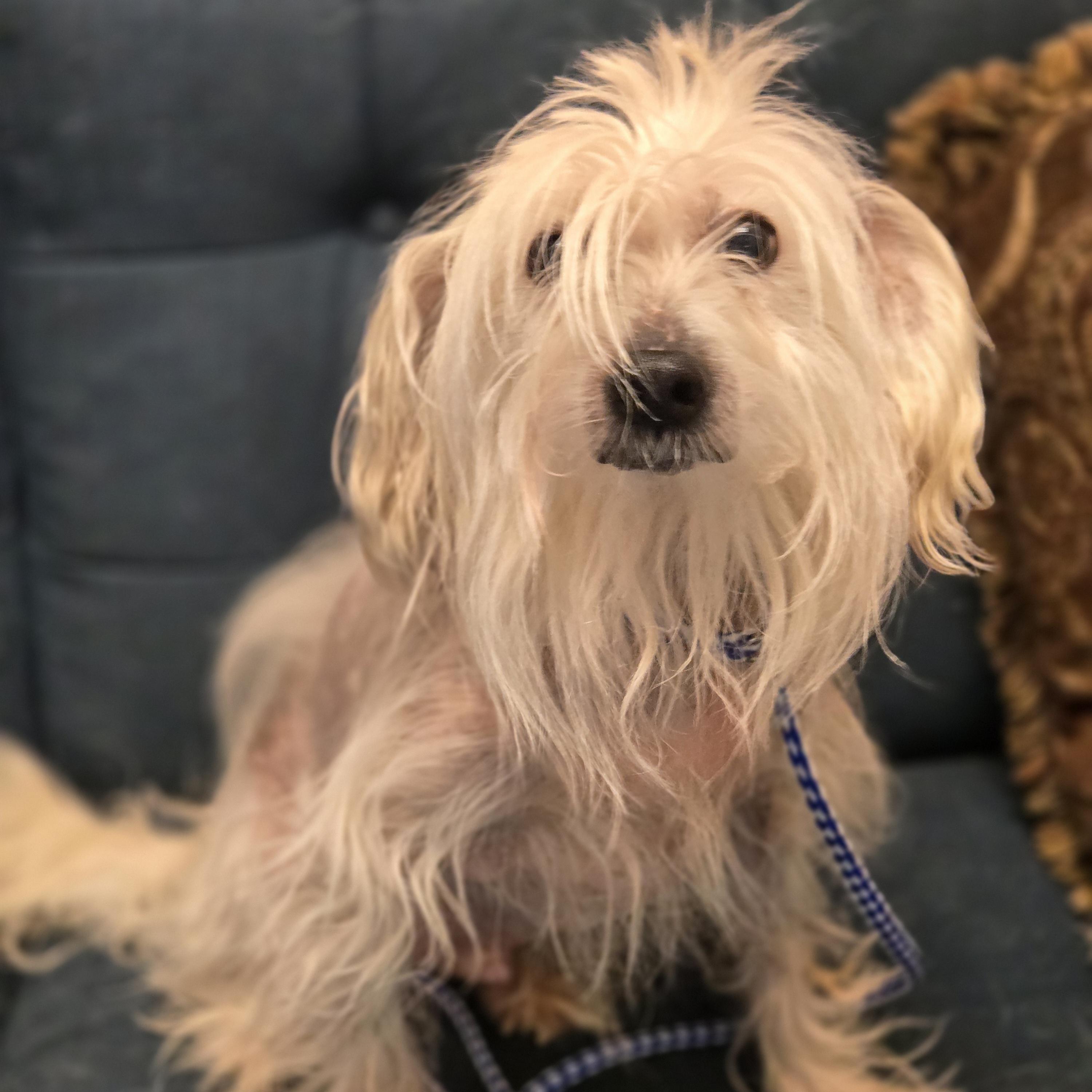 Enlarge Trusty, a ADOPTABLE mixed breed in Normal, IL image 5/6