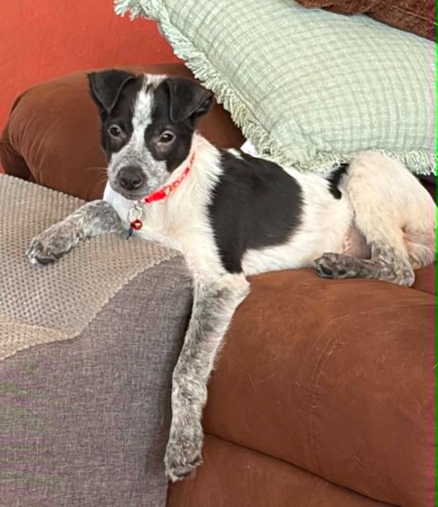Enlarge Pine, a Adoptable Mixed Breed in Mesa, AZ image 1/1