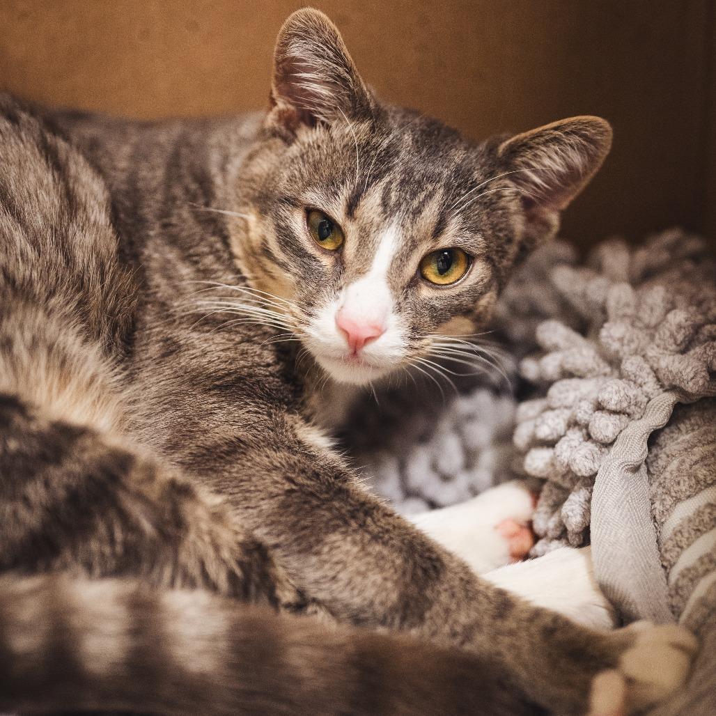 Enlarge Elm, a Adoptable Domestic Short Hair in Evanston, IL image 1/6