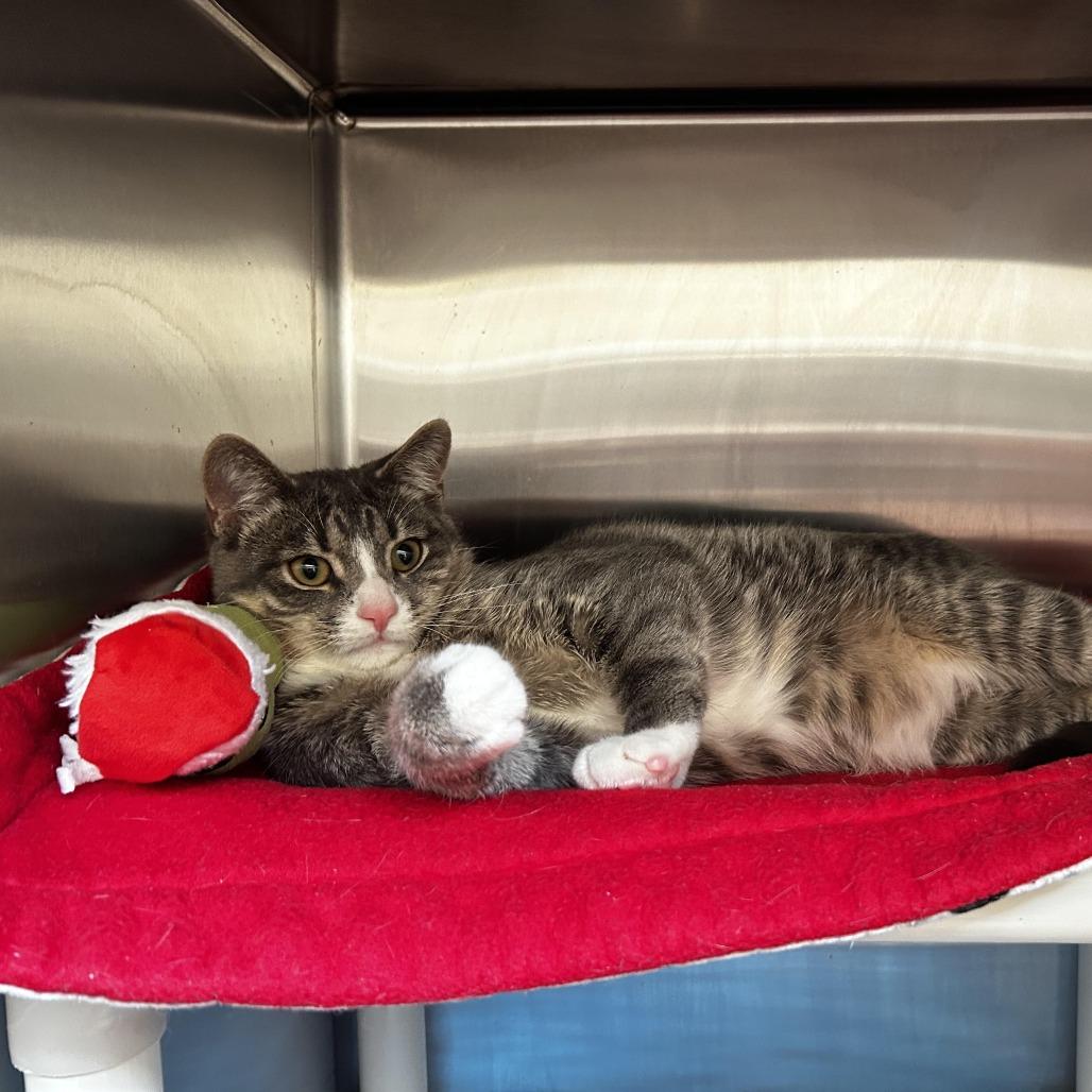 Enlarge Elm, a Adoptable Domestic Short Hair in Evanston, IL image 2/6