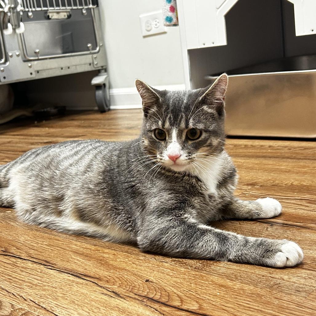 Enlarge Elm, a Adoptable Domestic Short Hair in Evanston, IL image 3/6
