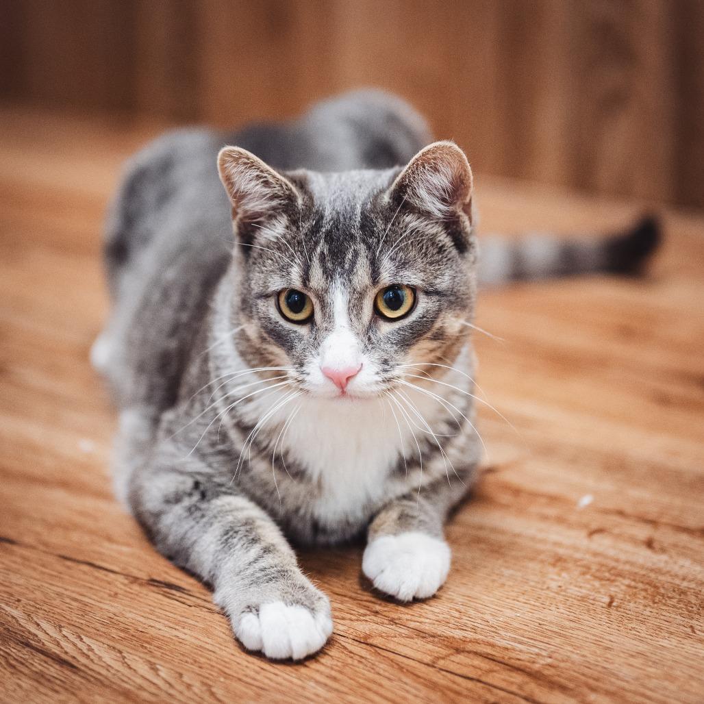 Enlarge Elm, a Adoptable Domestic Short Hair in Evanston, IL image 4/6