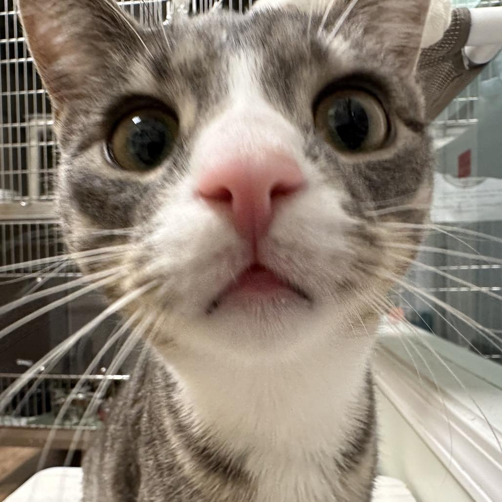 Enlarge Elm, a Adoptable Domestic Short Hair in Evanston, IL image 5/6