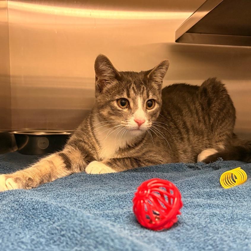 Enlarge Elm, a Adoptable Domestic Short Hair in Evanston, IL image 6/6